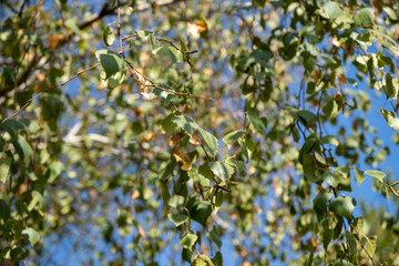 Birch tree in the Fall. Birch yellow and green leaves in the autumn.