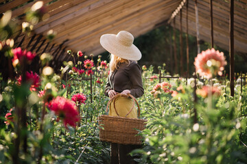 Very nice young woman in a brown dress with a yellow apron and a hat, standing among the Dahlia...