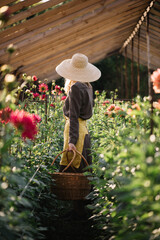 Very nice young woman in a brown dress with a yellow apron and a hat, standing among the Dahlia...