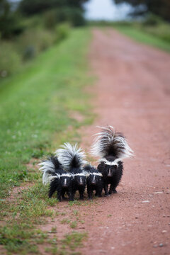 Family of smelly skunks walking toward camera on dirt road