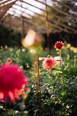 Beautiful blossoming coral Dahlia flowers growing in a green house at the Dahlia farm