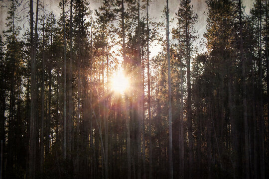 sun shining through the trees