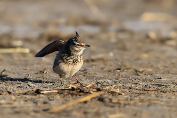 Close-up portrait of little songbird in natural habitat. Crested lark, Galerida cristata. Czech Republic.