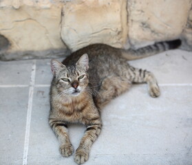 Serious looking cat lies on ground