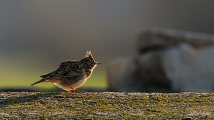 Close-up portrait of little songbird in natural habitat. Crested lark, Galerida cristata. Czech Republic.