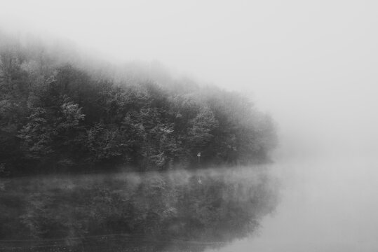 Forest ending into a lake with fog over the water
