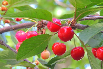 ripe cherry on the tree