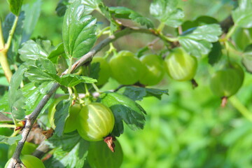 ripe cricket on the bush
