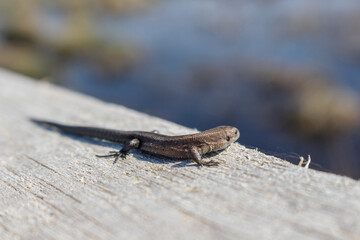 Garden Lizard. Close-up of a lizard. Macro