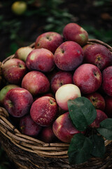 Delicious freshly picked red apples in a wicker basket at the farm