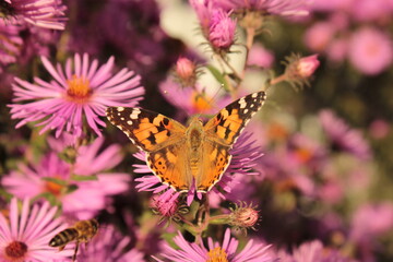 The Urticaria butterfly sits on a pink Aster in a summer flower bed.