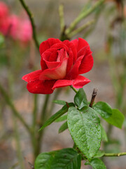 Red rose with raindrops