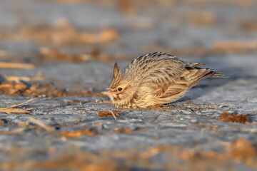 Close-up portrait of little songbird in natural habitat. Crested lark, Galerida cristata. Czech Republic.