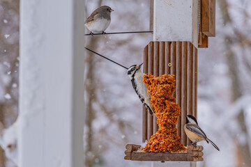 Woodpecker, chickadee and titmouse birds perched on suet bird feeder in winter