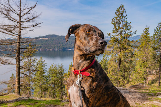 Beautiful brown hunting hound dog posing for photo in woods near mountains and lake in park