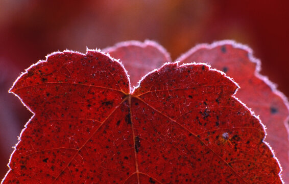 closeup macro rime hoar frost rimming staghorn sumac (Rhus typhina) leaves