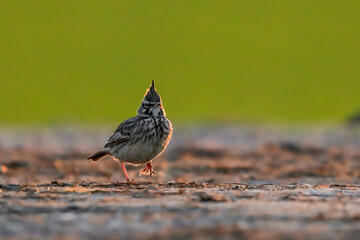 Close-up portrait of little songbird in natural habitat. Crested lark, Galerida cristata. Czech Republic.