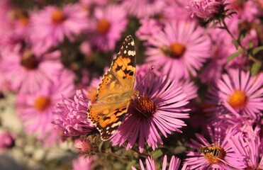 Fototapeta na wymiar A butterfly sits on a pink aster in a summer flower bed.