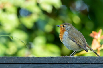 Wild life in United Kingdom