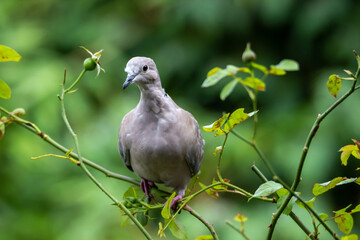 Wild life in United Kingdom