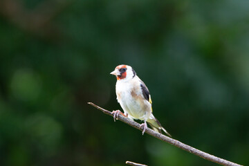 Fototapeta premium Wild life in United Kingdom