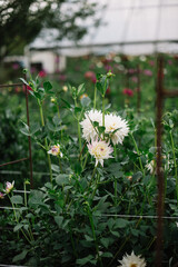 Beautiful yellow white Dahlias growing at the Dahlia farm