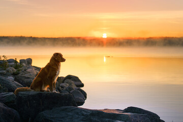 dog at dawn,. Autumn nature. Nova Scotia Duck Tolling Retriever in the morning at lake
