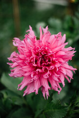 Beautiful pink and red red dahlia flowers growing in a green house at the Dahlia farm
