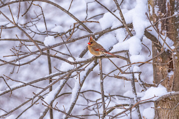 Northern Cardinal female bird perched in snowy branches of tree in winter