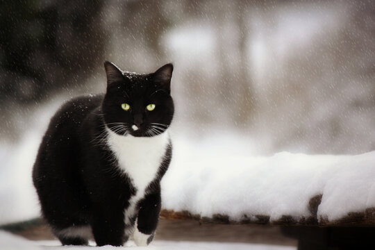 black and white cat in the snow
