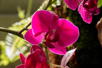 Tropical flowers. Macro view of an intense pink orchid flower blooming in the garden.  