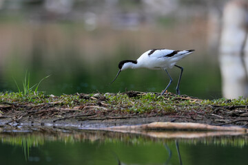 Close-up photo of a rare wader with a long thin beak curved upwards on nest with eggs. Critically endangered species in natural environment. Czech Republic. Pied Avocet, Recurvirostra avosetta.