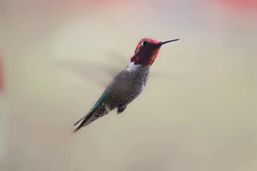 hummingbird in flight