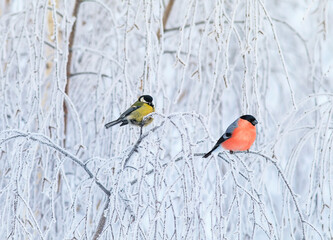 two birds bullfinch and titmice sit perched on branches covered with white snow in the winter...