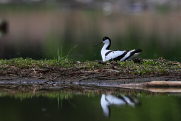 Close-up photo of a rare wader with a long thin beak curved upwards on nest with eggs. Critically endangered species in natural environment. Czech Republic. Pied Avocet, Recurvirostra avosetta.