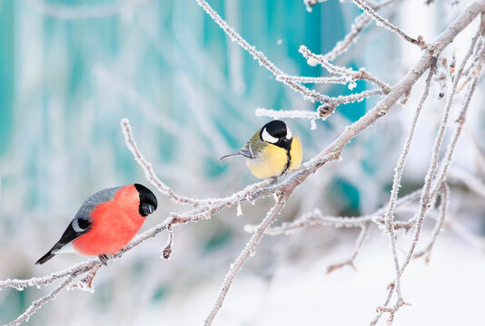 two birds tit and bullfinch sit on branches covered with white snow in the winter Christmas garden