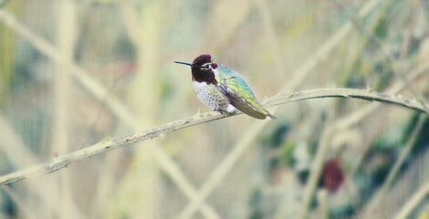 Hummingbird perched on a branch