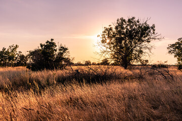 Fototapeta na wymiar Sunset in wild lawn with golden dry grass shining