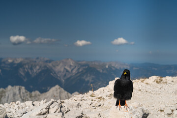 vulture on a rock