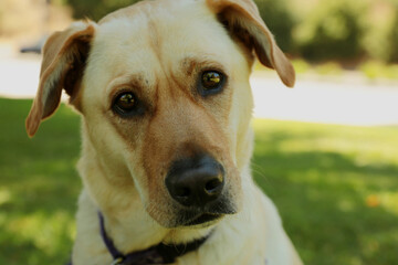 Rescued Yellow Labrador Retriever portrait with a look of curiosity