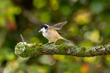 Obraz premium Wild life in United Kingdom