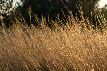 Dry grass shining in autumn vivid colors close-up