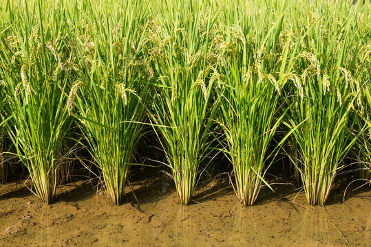 Fram field with ripe rice in countryside