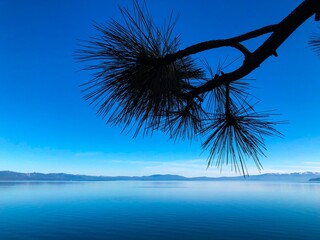 palm tree on the beach
