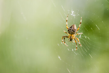 Forest yellow spider crosses in its natural environment 
