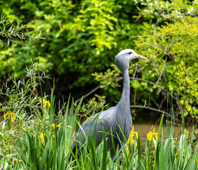 The Blue Crane, Grus paradisea, is an endangered bird