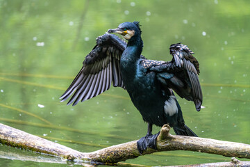 The great cormorant, Phalacrocorax carbo sitting on a branch