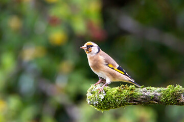 Wild life in United Kingdom
