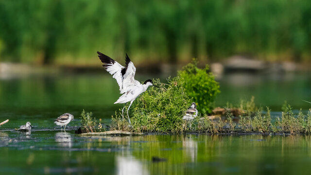 Detailed photo of a family of rare waders with long thin beaks curved upwards, with very young cubs. Critically endangered species. Czech Republic. Pied Avocet, Recurvirostra avosetta.
