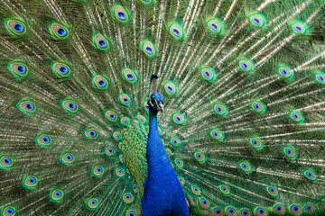Fototapeta premium Indian Peacock or Blue Peacock, Pavo cristatus